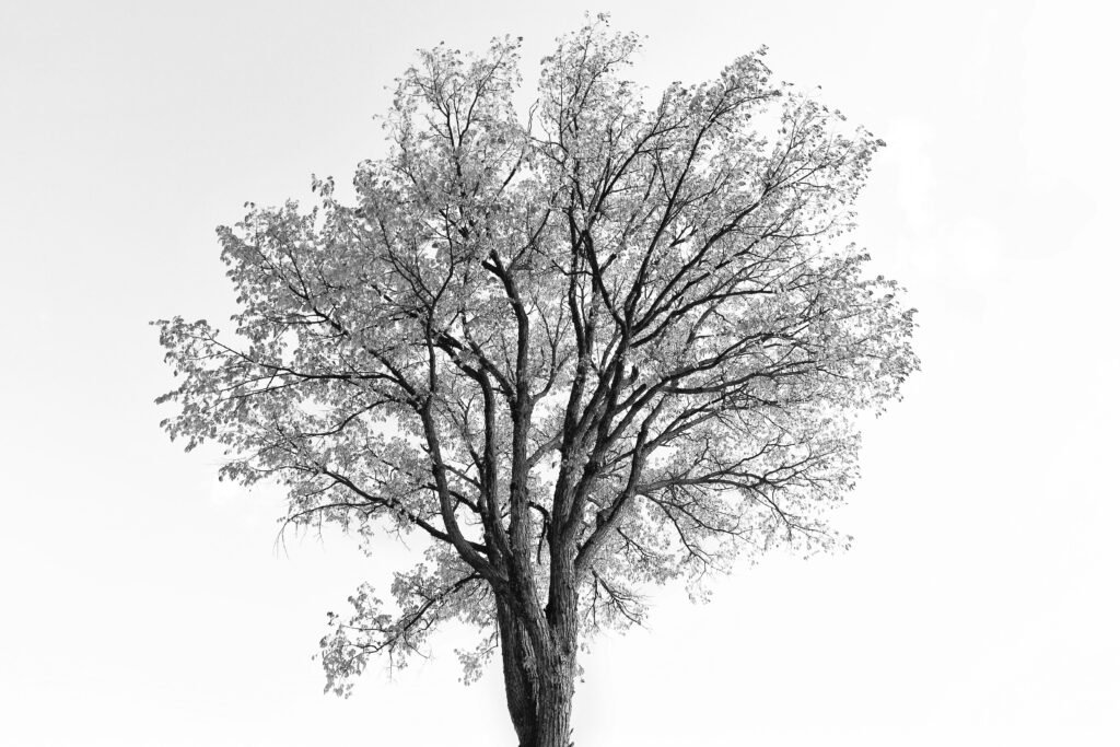 Schwarz-weißes Foto eines einzelnen Baums mit klar sichtbaren Ästen und Struktur im Mittelpunkt der Komposition