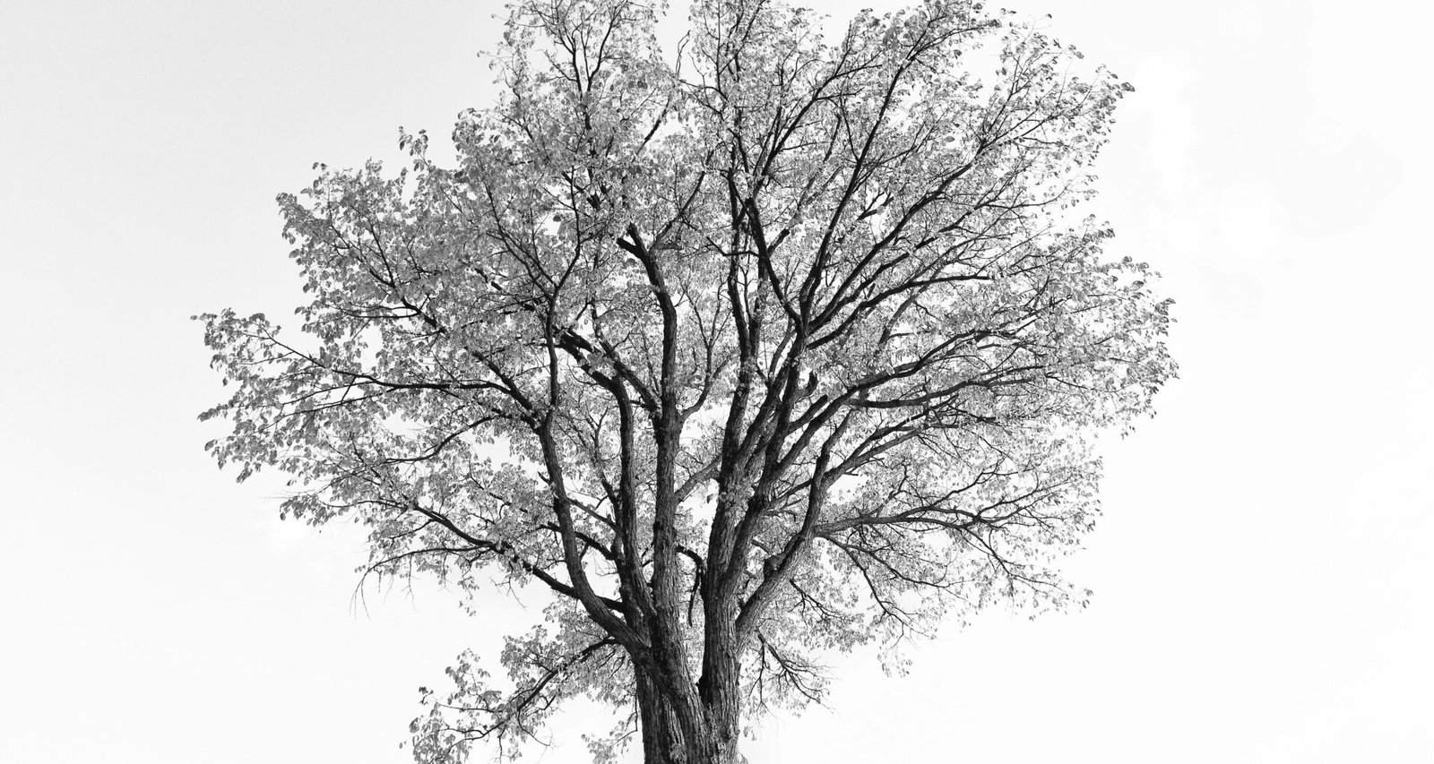 Schwarz-weißes Foto eines einzelnen Baums mit klar sichtbaren Ästen und Struktur im Mittelpunkt der Komposition