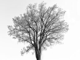 Schwarz-weißes Foto eines einzelnen Baums mit klar sichtbaren Ästen und Struktur im Mittelpunkt der Komposition