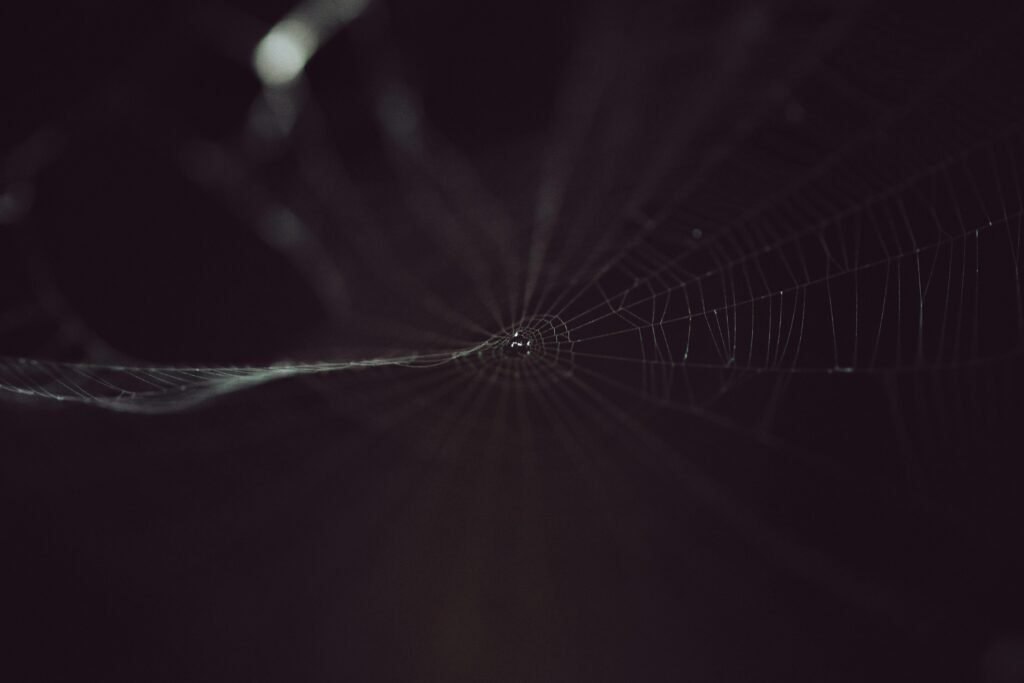 Schwarz-weißes Foto eines filigranen Spinnennetzes, das sich mit klaren Fäden gegen einen dunklen Hintergrund abhebt