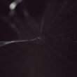 Schwarz-weißes Foto eines filigranen Spinnennetzes, das sich mit klaren Fäden gegen einen dunklen Hintergrund abhebt