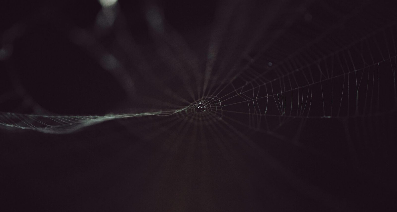 Schwarz-weißes Foto eines filigranen Spinnennetzes, das sich mit klaren Fäden gegen einen dunklen Hintergrund abhebt