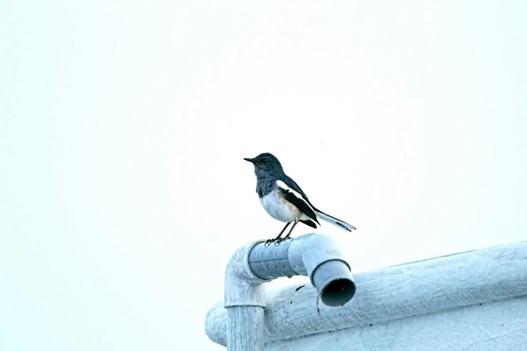 Schwarz-weißer Vogel sitzt auf einem Metallrohr, kontrastreich dargestellt, Stadt- und Naturbild vereint