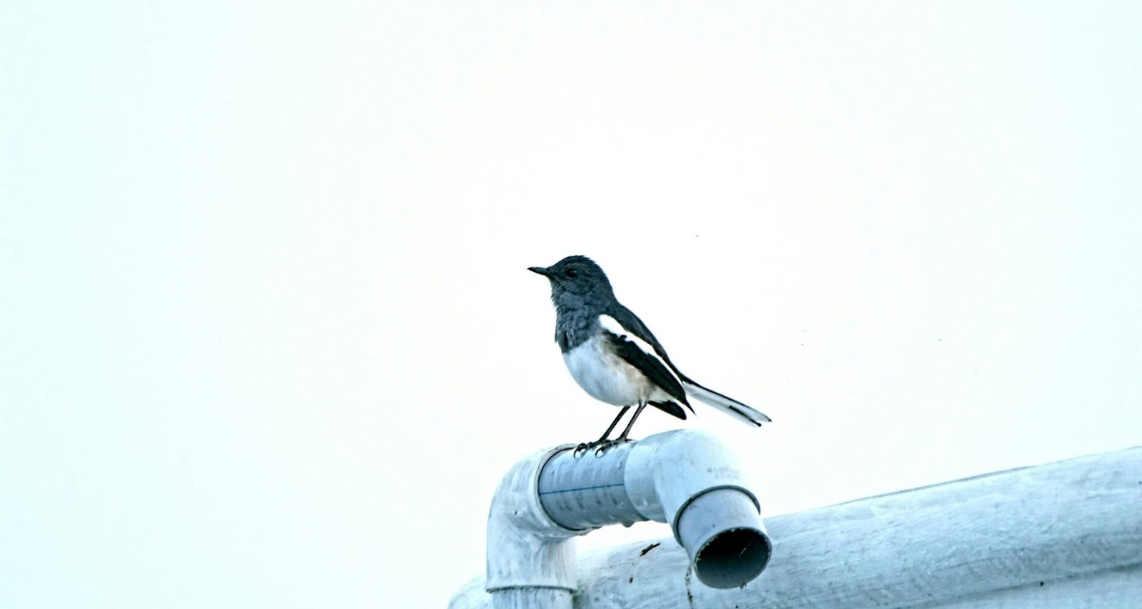 Schwarz-weißer Vogel sitzt auf einem Metallrohr, kontrastreich dargestellt, Stadt- und Naturbild vereint