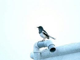 Schwarz-weißer Vogel sitzt auf einem Metallrohr, kontrastreich dargestellt, Stadt- und Naturbild vereint