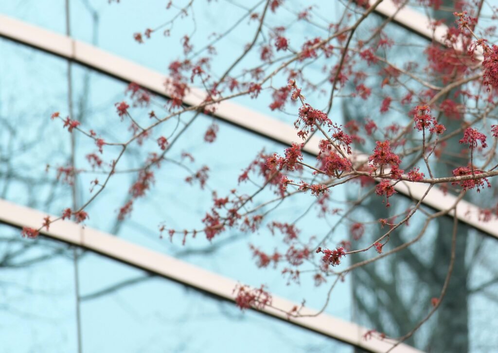 Ein Zweig mit roten Blüten im Vordergrund, im Hintergrund ist die Fassade eines Gebäudes zu sehen.