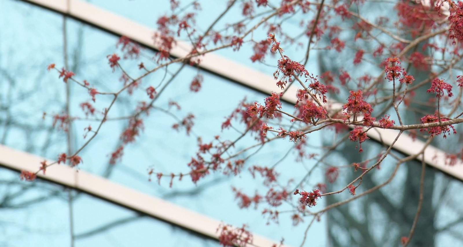 Ein Zweig mit roten Blüten im Vordergrund, im Hintergrund ist die Fassade eines Gebäudes zu sehen.
