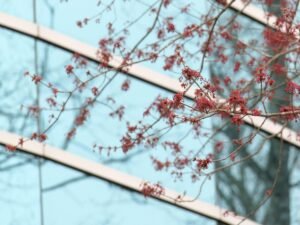 Ein Zweig mit roten Blüten im Vordergrund, im Hintergrund ist die Fassade eines Gebäudes zu sehen.