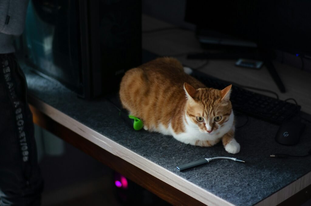Eine getigerte Katze sitzt auf einem Holztisch direkt neben einem eingeschalteten Computerbildschirm im Homeoffice.
