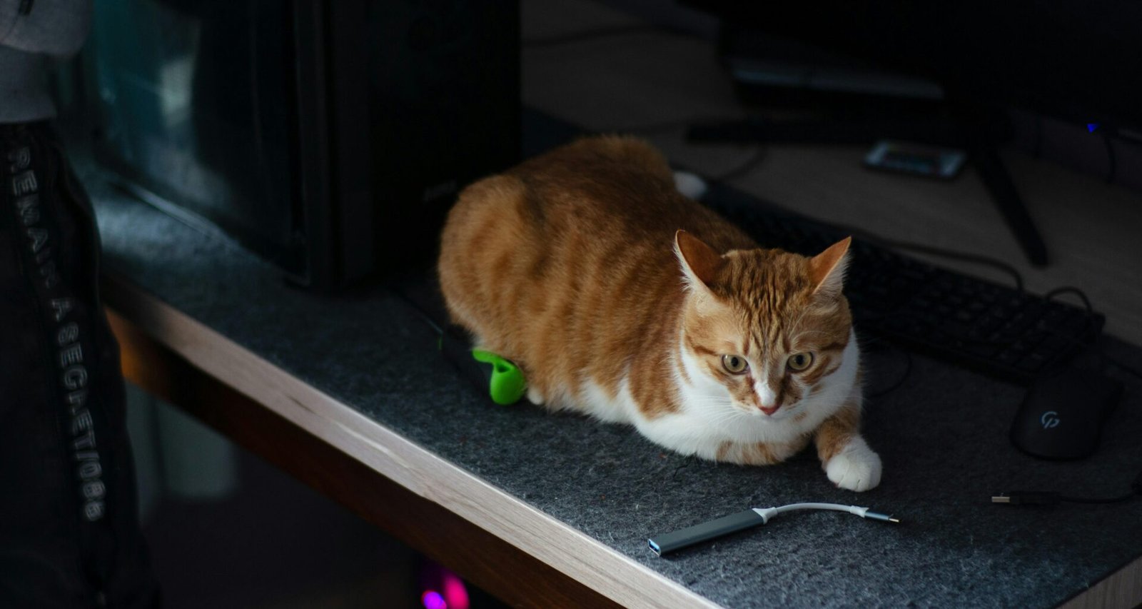 Eine getigerte Katze sitzt auf einem Holztisch direkt neben einem eingeschalteten Computerbildschirm im Homeoffice.
