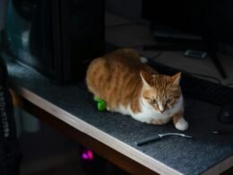 Eine getigerte Katze sitzt auf einem Holztisch direkt neben einem eingeschalteten Computerbildschirm im Homeoffice.