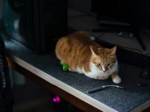 Eine getigerte Katze sitzt auf einem Holztisch direkt neben einem eingeschalteten Computerbildschirm im Homeoffice.