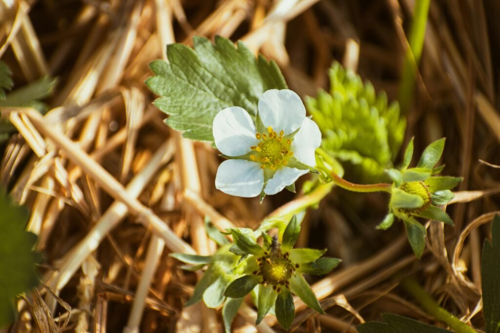 Kleine weiße Blume auf trockenem, hellem Gras; Fokus auf filigraner Blüte in naturbelassener Landschaft