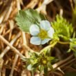 Kleine weiße Blume auf trockenem, hellem Gras; Fokus auf filigraner Blüte in naturbelassener Landschaft