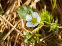 Kleine weiße Blume auf trockenem, hellem Gras; Fokus auf filigraner Blüte in naturbelassener Landschaft