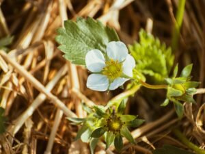 Kleine weiße Blume auf trockenem, hellem Gras; Fokus auf filigraner Blüte in naturbelassener Landschaft