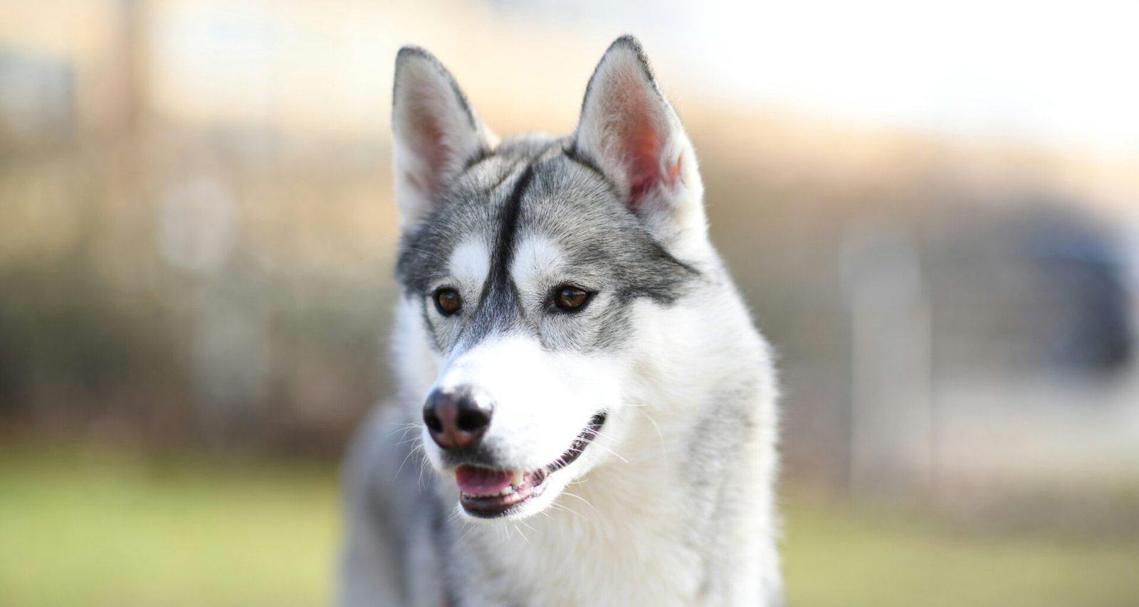 Nahaufnahme eines sibirischen Huskys mit klarem Gesicht und unscharfem Hintergrund für Technik- und Webthemen