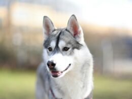 Nahaufnahme eines sibirischen Huskys mit klarem Gesicht und unscharfem Hintergrund für Technik- und Webthemen