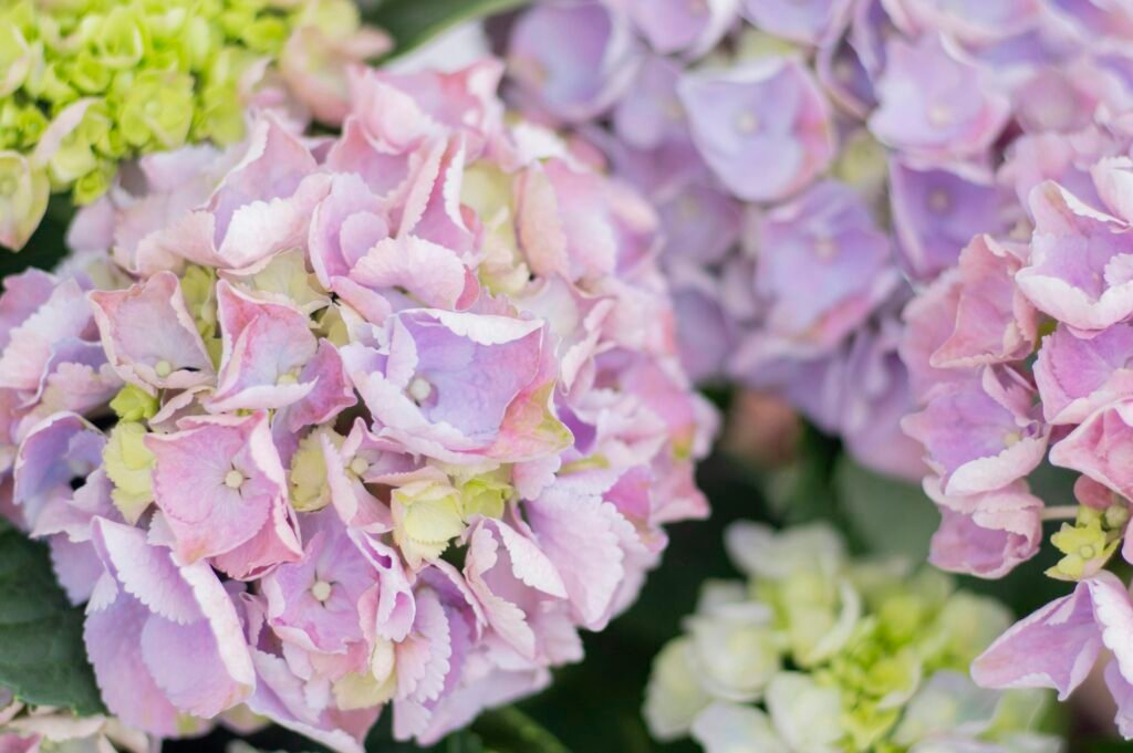 Detaillierte Nahaufnahme eines Straußes aus lila und grünen Blüten für botanische Themen