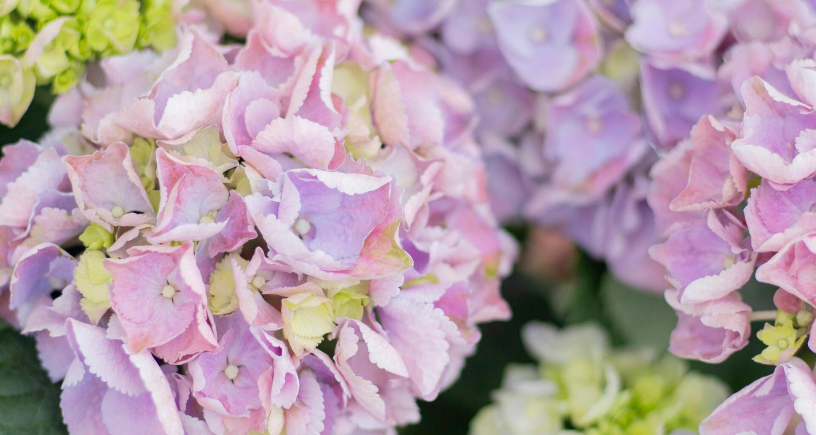 Detaillierte Nahaufnahme eines Straußes aus lila und grünen Blüten für botanische Themen