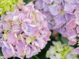 Detaillierte Nahaufnahme eines Straußes aus lila und grünen Blüten für botanische Themen