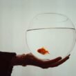 Eine Person hält vorsichtig einen Goldfisch in ihrer Hand, im Fokus des Bildes liegen der Fisch und die schützende Geste.