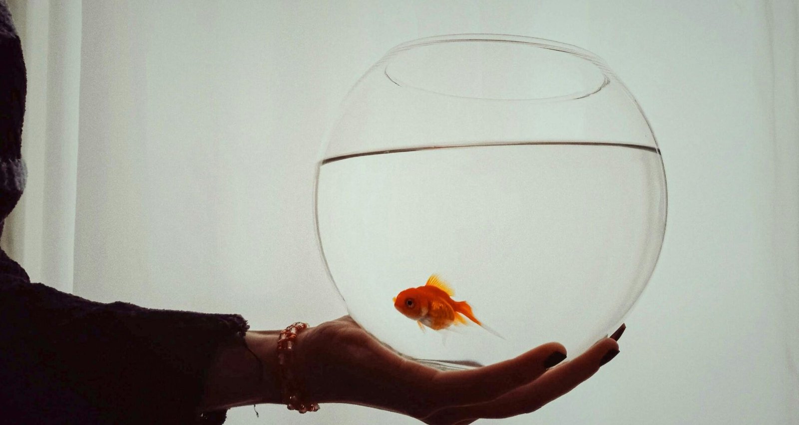 Eine Person hält vorsichtig einen Goldfisch in ihrer Hand, im Fokus des Bildes liegen der Fisch und die schützende Geste.