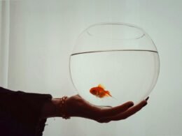 Eine Person hält vorsichtig einen Goldfisch in ihrer Hand, im Fokus des Bildes liegen der Fisch und die schützende Geste.