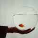 Eine Person hält vorsichtig einen Goldfisch in ihrer Hand, im Fokus des Bildes liegen der Fisch und die schützende Geste.