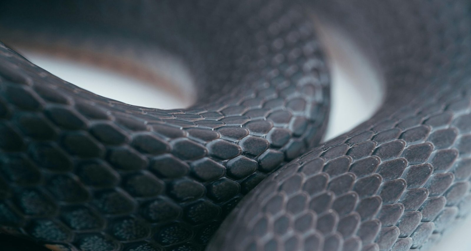 Nahaufnahme einer Schlange mit einem auffälligen weißen Band, Fotografiert von Timothy Dykes für den Artikel