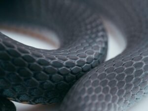 Nahaufnahme einer Schlange mit einem auffälligen weißen Band, Fotografiert von Timothy Dykes für den Artikel