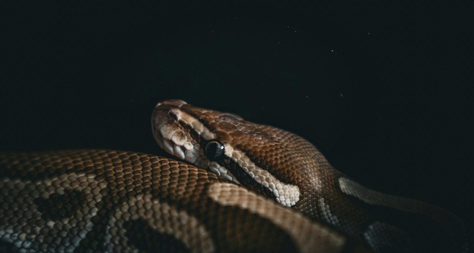 Eine zusammengerollte Schlange ruht auf einer dunklen Fläche und hebt ihre detaillierte Schuppenstruktur hervor.