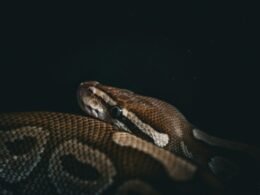 Eine zusammengerollte Schlange ruht auf einer dunklen Fläche und hebt ihre detaillierte Schuppenstruktur hervor.