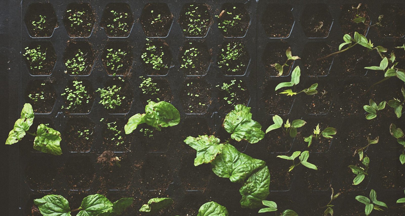 Grüne Blätter ranken sich auf einem schwarzen Metallrahmen und bilden einen natürlichen Kontrast im Bild.