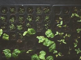 Grüne Blätter ranken sich auf einem schwarzen Metallrahmen und bilden einen natürlichen Kontrast im Bild.