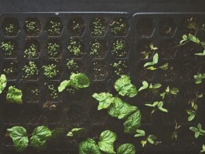 Grüne Blätter ranken sich auf einem schwarzen Metallrahmen und bilden einen natürlichen Kontrast im Bild.