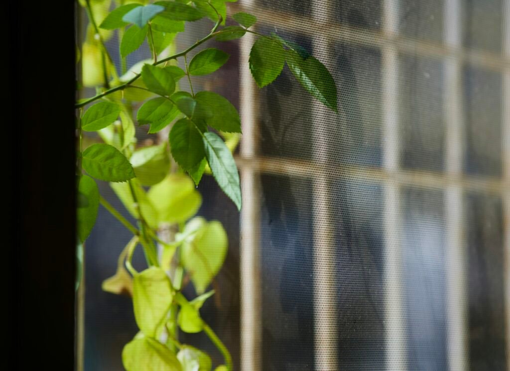Grüne Kletterpflanze mit Blättern wächst an einem Fenstergitter und bringt natürliche Elemente in den Innenraum.