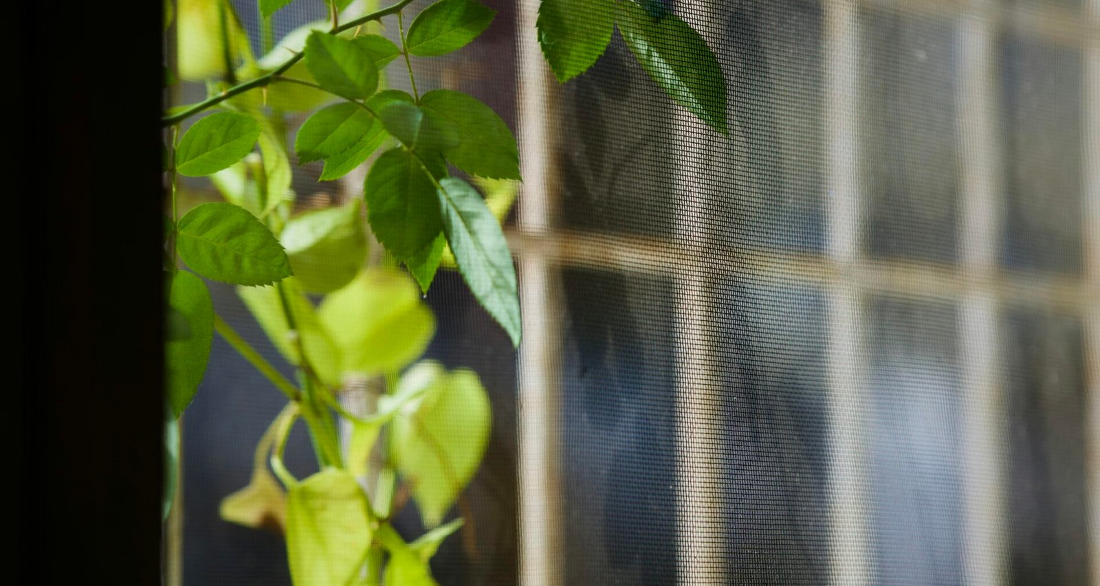 Grüne Kletterpflanze mit Blättern wächst an einem Fenstergitter und bringt natürliche Elemente in den Innenraum.