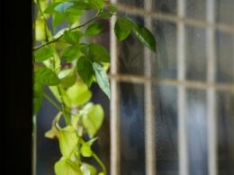 Grüne Kletterpflanze mit Blättern wächst an einem Fenstergitter und bringt natürliche Elemente in den Innenraum.