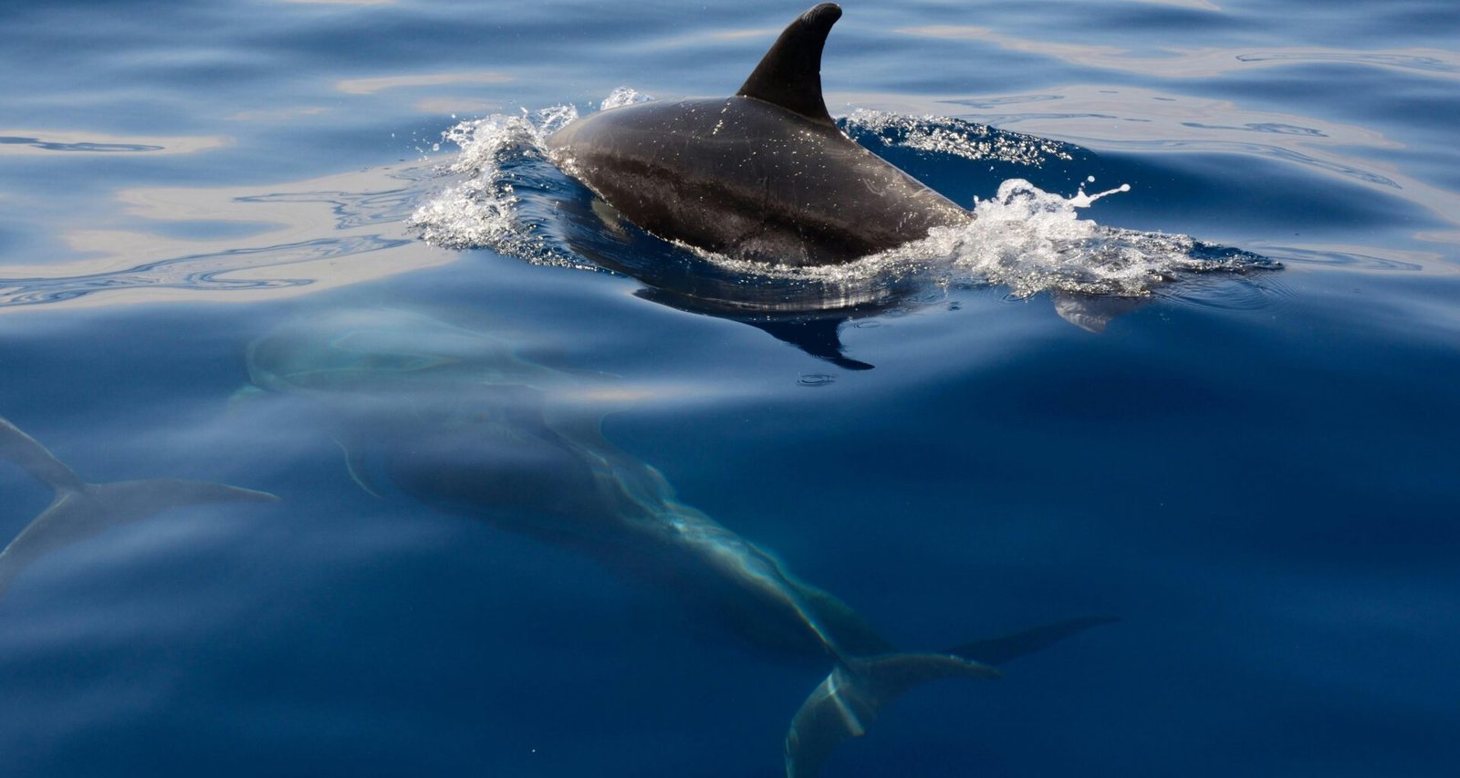 Ein Hai schwimmt unter der Wasseroberfläche im klaren Meer, fotografiert aus der Tiefe in natürlicher Umgebung