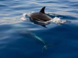 Ein Hai schwimmt unter der Wasseroberfläche im klaren Meer, fotografiert aus der Tiefe in natürlicher Umgebung