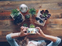 Hände halten ein Smartphone und fotografieren mehrere Zimmerpflanzen in Töpfen auf einem Tisch aus der Vogelperspektive.