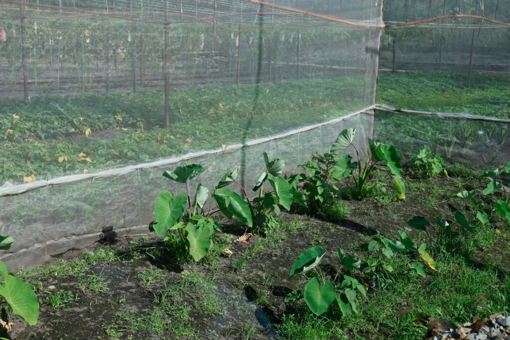Mehrere junge Pflanzen wachsen dicht an dicht unter feinem Schutznetz und zeigen frühes Pflanzwachstum in geschützter Umgebung.