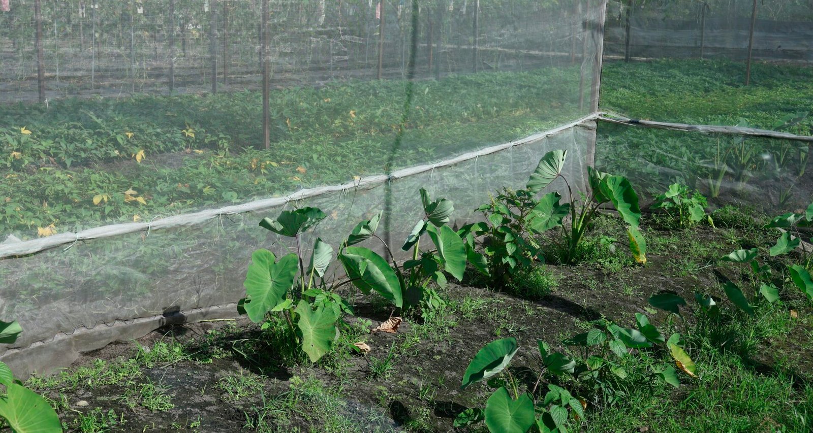 Mehrere junge Pflanzen wachsen dicht an dicht unter feinem Schutznetz und zeigen frühes Pflanzwachstum in geschützter Umgebung.