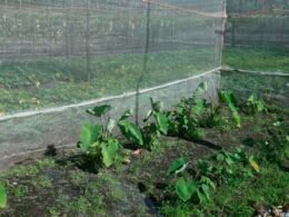 Mehrere junge Pflanzen wachsen dicht an dicht unter feinem Schutznetz und zeigen frühes Pflanzwachstum in geschützter Umgebung.