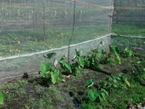 Mehrere junge Pflanzen wachsen dicht an dicht unter feinem Schutznetz und zeigen frühes Pflanzwachstum in geschützter Umgebung.