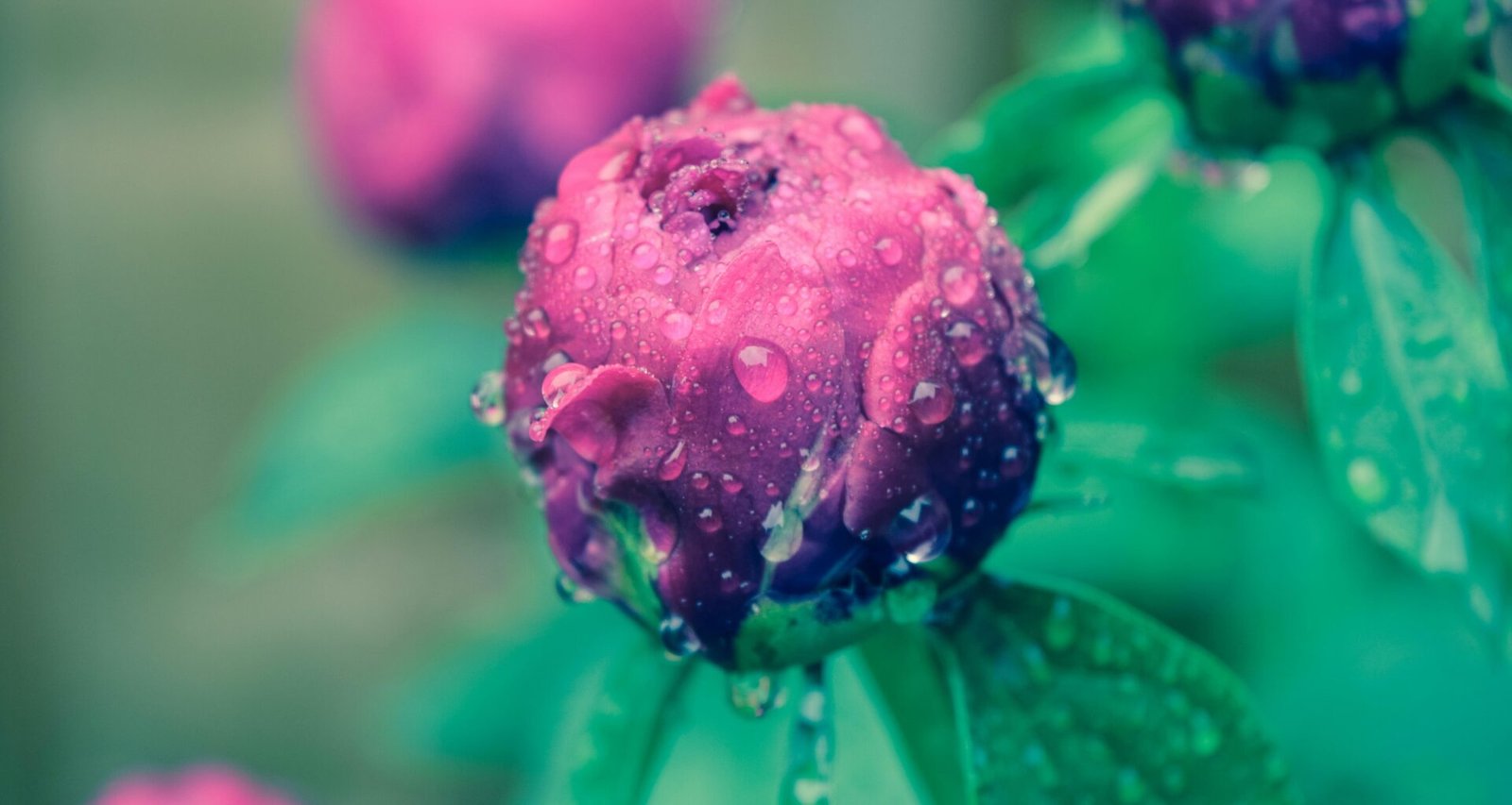 Nahaufnahme einer pinken Blüte mit gut sichtbaren Blütenblättern und natürlichen Details, fotografiert in Tageslicht