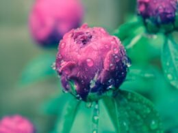 Nahaufnahme einer pinken Blüte mit gut sichtbaren Blütenblättern und natürlichen Details, fotografiert in Tageslicht