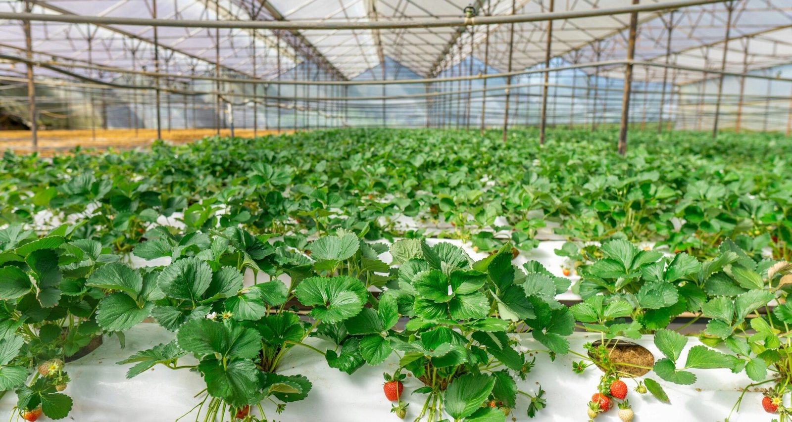 Reihen von Erdbeerpflanzen wachsen ordentlich arrangiert in einem modernen Gewächshaus mit kontrollierten Bedingungen.