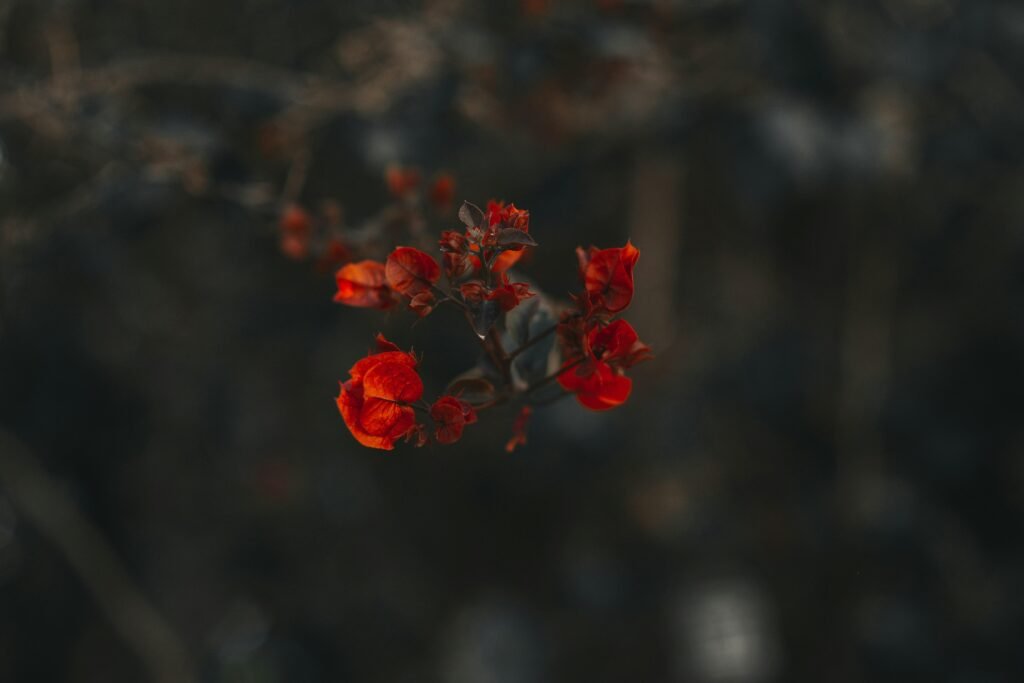 Nahaufnahme einer roten Blüte mit mehreren Blütenblättern, auf neutralem Hintergrund fotografiert